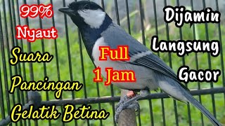 Download lagu Suara gelatik batu betina untuk memancing bunyi gelatik batu bahan supaya cepat gacor  mp3