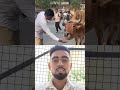 भाई ने बहुत अच्छाकाम किया #song #cow #funny #comedy #bollywood #music #love #youtube #duet