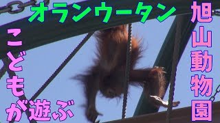 旭山動物園　オランウータン