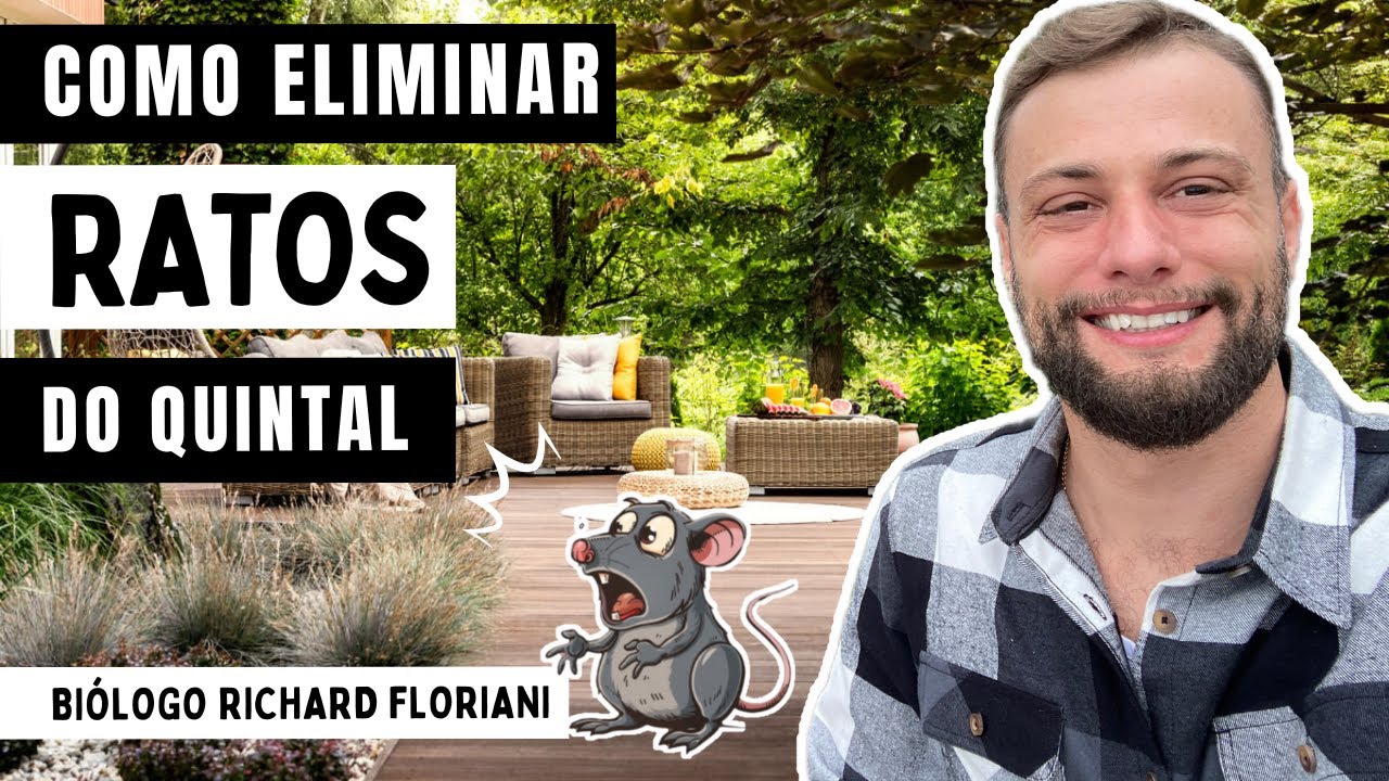Como eliminar ratos no quintal definitivamente