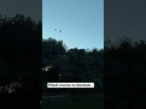 Sítio Berço D'água... Chico Vilela... Palmeiras de Goiás...