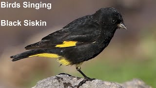 Download lagu Birds Singing - Black Siskin - Sounds of Nature mp3 Download lagu Birds Singing - Black Siskin - Sounds of Nature mp3