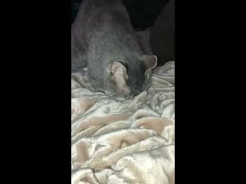 Cat Making Biscuits on G.I.L.I. Plush Blanket