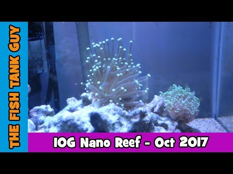 10g Nano Reef - October 2017 Update
