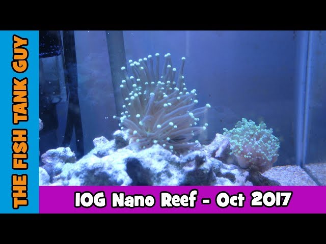 10g Nano Reef - October 2017 Update