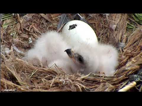 H1 and H2 with H3 piping 04-25-18 @Cornell Lab Red-Tailed Hawks