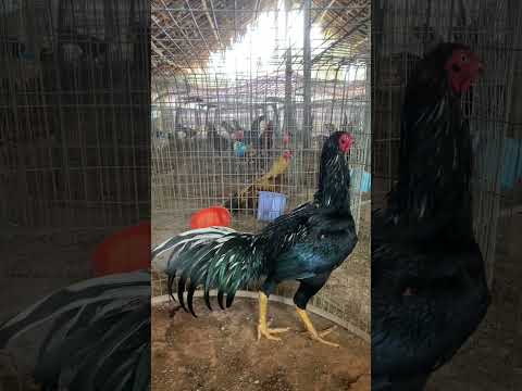 Kodi kaki #bhimavaram #punjulu #rooster #shortsart #shortvideo #shortsfeed #shortvideo #shorts