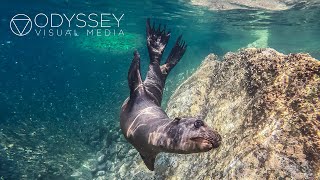 Espiritu Santo Island, Diving | Seals Baja California Sur Mexico México Travel Nature Underwater