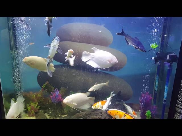 Beautiful Real Colorful tropical fish Aquarium relaxing nature! HD_1080p