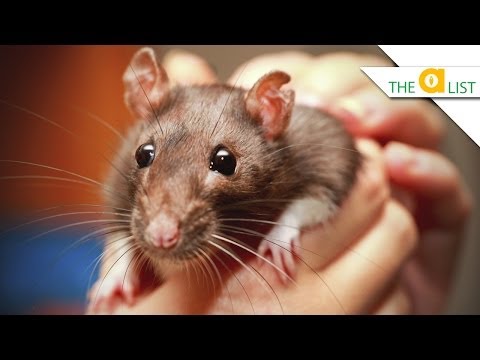 好可愛還是好可怕？！五個關於老鼠的有趣事實 (5 Fascinating Facts About Rats)