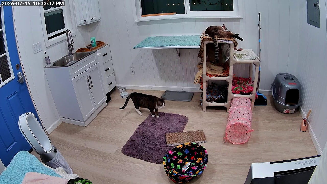 Live webcam view of TheCritterRoom Foster Cat & Kitten Cam