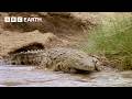 Crocodiles Vs Zebra Family Natural World The Crossing BBC Earth