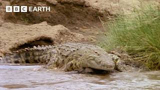 Crocodiles vs Zebra Family | Natural World: The Crossing | BBC Earth