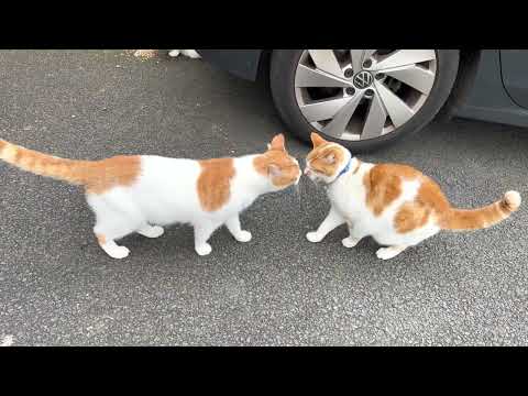 Indoor Cat Meets Outdoor Cat For The First Time