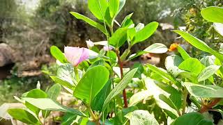 Download lagu Bokul edit king mp3