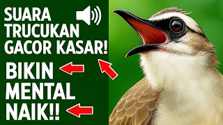 Download lagu Suara trucukan gacor ropel ngalas buat pancingan trucukan agar bunyi jadikan burung trucuk gacor mp3