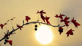 Download lagu سورة القلم   يوسف كالو   Surat Al Qalam   Yousef Kalo mp3