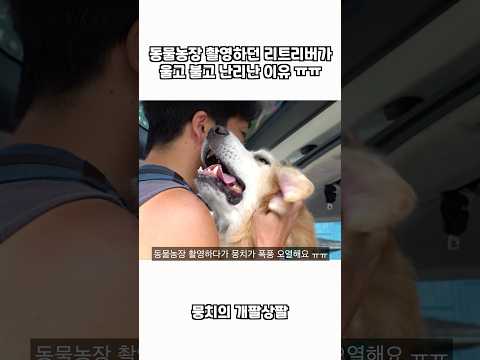 동물농장 촬영하던 리트리버가 울고 불고 난리난 이유 ㅠㅠ