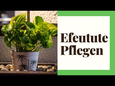 Pothos Care - It's that easy