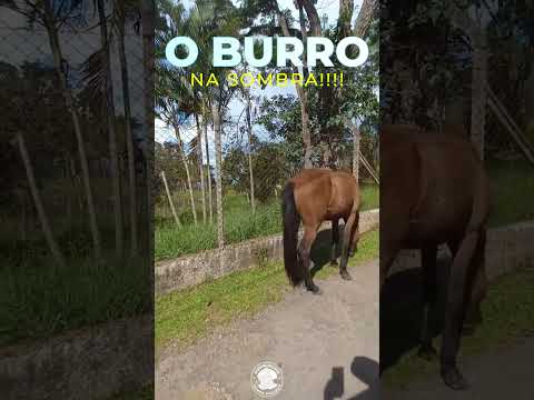 O ÚNICO SER VIVENDO SEM STRESS EM EXTREMA MG 🐎😂 #Shorts