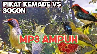 Download lagu Mp3 pikat kemade ampuh kombinasi burung sogon di jamin poin kemade jantan mp3