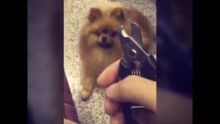 Dog Hides Every Time He Sees Nail Clippers
