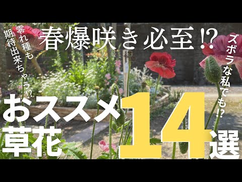  Pennisetum setaceum rubrum – 庭で観賞用の多年草を育てる方法  庭園