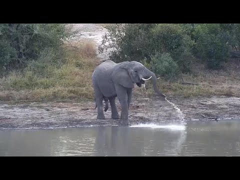 Djuma: Elephants drinking - 07:04 - 06/25/20