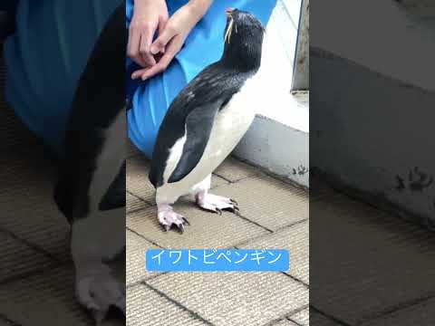 IUCN分類における絶滅の危険性を示す図。