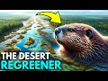 The Impact Of Beavers On Desert Wetland Restoration In Northern America EyeTech
