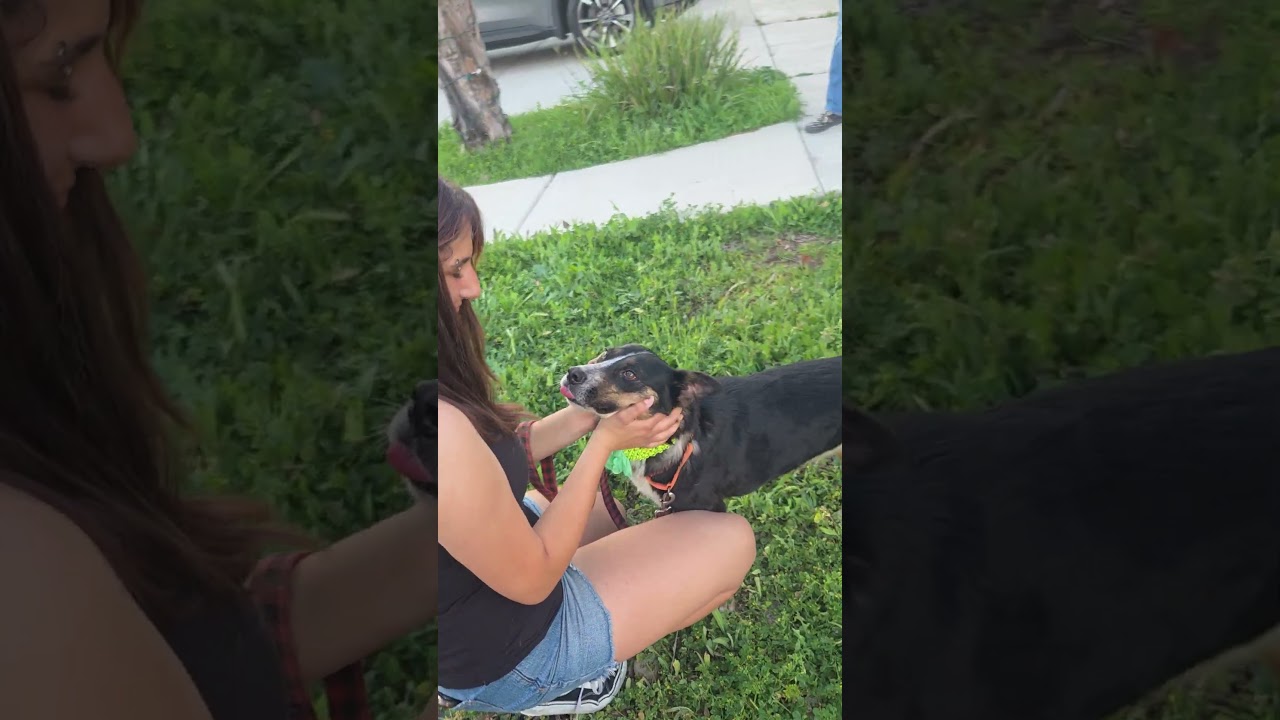 Enlarge Lucy Goosey, a ADOPTABLE mixed breed in Murrieta, CA video 6/6