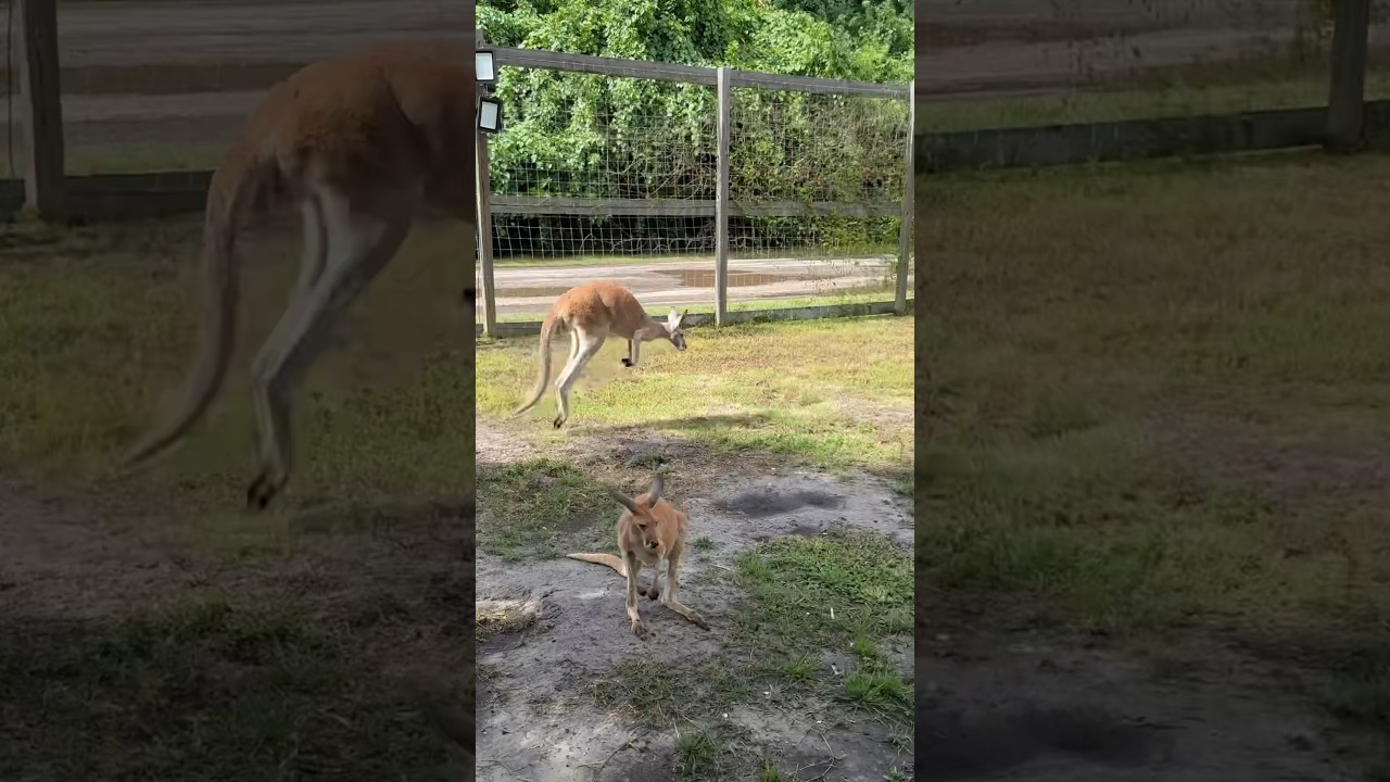 Kangaroo Jumping Around🦘#kangaroo #kangaroos #redkangaroo #wallabies #animal #animals #fyp