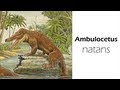 Ambulocetus natans - Whale Evolution 