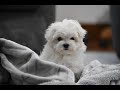 Maltese dogs for sale: Scamp - Video 1