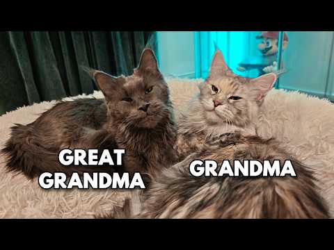 Even a Grandma Cat Is Still Her Mom’s Baby