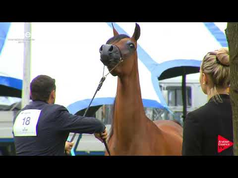 N.18 GHADEER AM - Strohen 2019 B Int - 3 Year old Fillies (Class E)