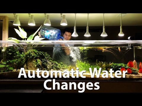 240 Gallon Discus Tank - Automatic Water Changes
