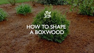 How To Shape A Boxwood | Monrovia Garden