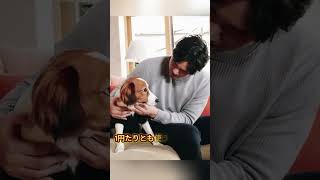 大谷翔平の両親の金銭感覚が日本中を驚かせた #海外の反応 #大谷翔平 #真美子夫人 #プロ野球 #デコピン