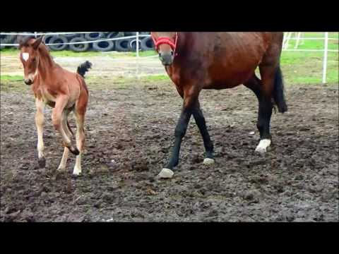 Stute von Don Index aus Feiner Stern