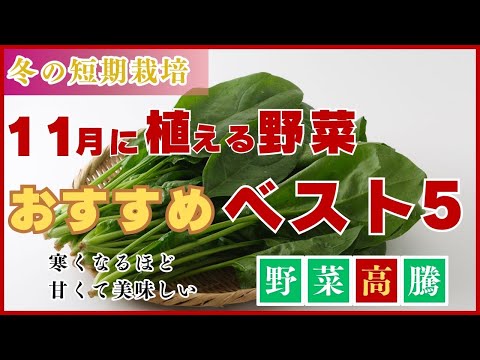  11月に菜園、果樹園、観賞用の庭に何を植えますか？作物の完全なリスト  庭園
