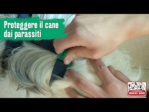 Parassita come chiamato il carattere principale Quando i vermi il bambino possono tossire