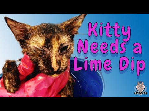 Ringworm!! Scabies!! 🙀 Time For a Kitty Lime Dip