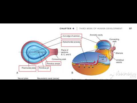 Notochord 6