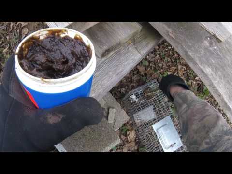 How to trap skunks on the fur trapline