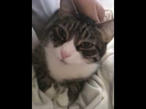 Cat meows when you sneeze