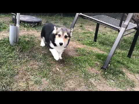 Welsh Corgi puppy for sale