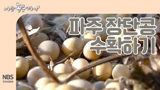 [나는농부다 226회]  부부의 파주 장단콩 수확