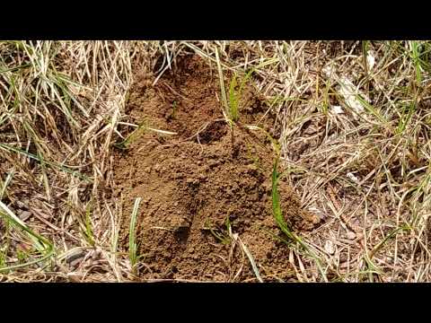 Large Cicada Killer Wasp Yard Intrusion in Marlboro, NJ