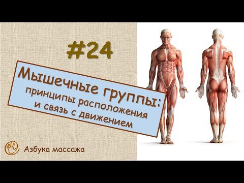 Мышечные группы: принципы расположения и связь с направлением движений | Урок 24 | Уроки массажа